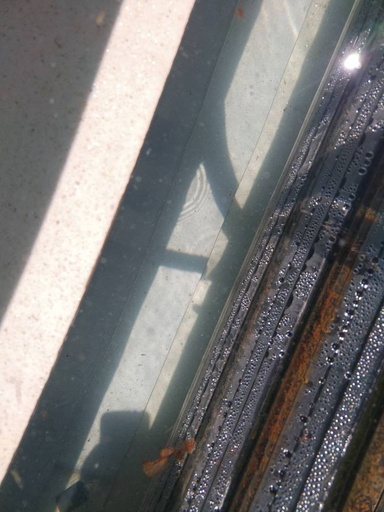 [WS-SW-CPC-30] Fixed Price - Pit Clean ( On its Own)